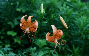 竜王山花だより（コオニユリ）