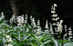 竜王山花だより（ヤブミョウガ）