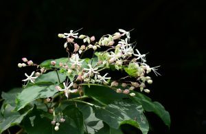 竜王山はなだより（クサギ）