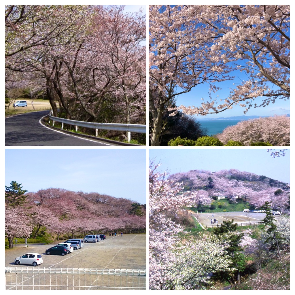 竜王山の桜